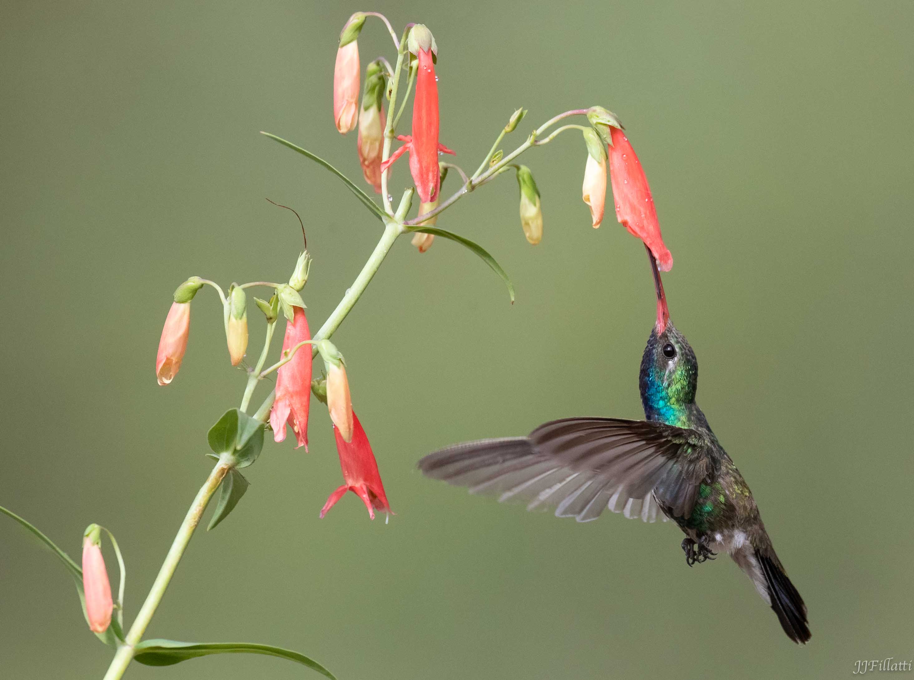 bird of arizona image 34